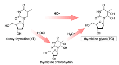 抗胸苷乙二醇（TG）單克隆抗體