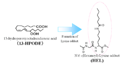 抗己酰賴氨酸(HEL)單克隆抗體