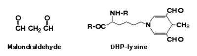 抗MDA單克隆抗體（1F83）