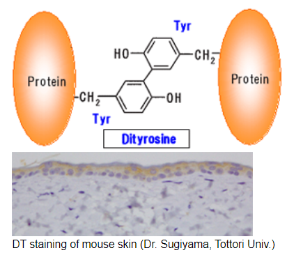 JaICA,抗地膽氨酸(DT)單克隆抗體