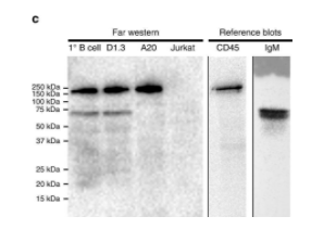 AffiniPure山羊抗小鼠IgM(u鏈特異性)