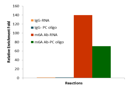 N6-甲基腺苷（m6A）多克隆抗體Epigenase m6A去甲基化酶活性/抑制檢測(cè)試劑盒（比色法）