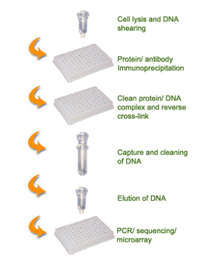 EpiQuik植物ChIP試劑盒的使用程序示意圖