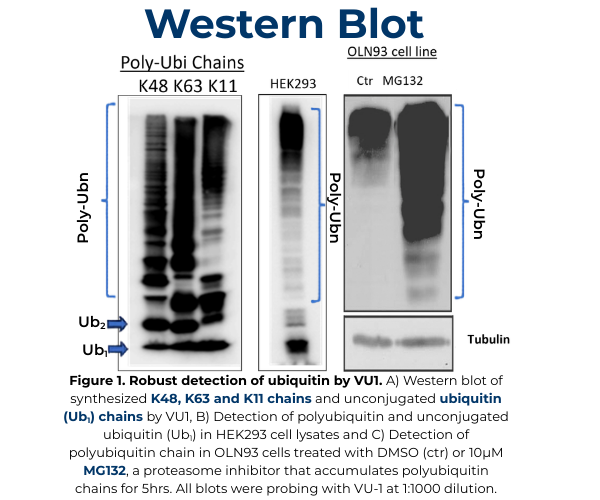 Western blot.png