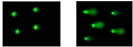OxiSelect 24孔彗星檢測試劑盒