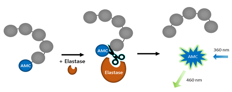 Neutrophil Elastase Inhibitor Screening Assay kit.png