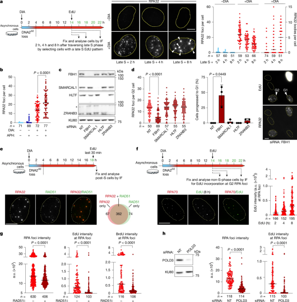 RPE-1 OsTIR1 DNA2dd.png
