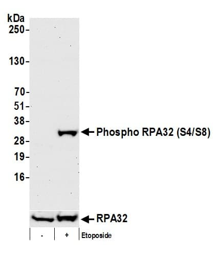ICC-IF, IHC, IP, WB.png