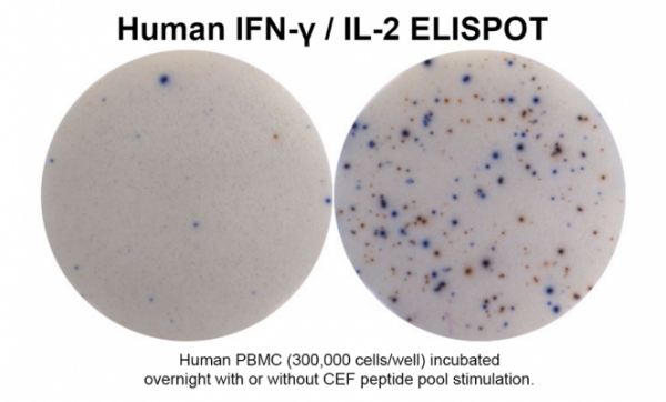 ELISPOT + ImmunoSpot.png