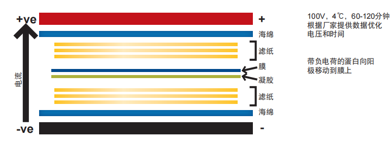 Protein transfer.png