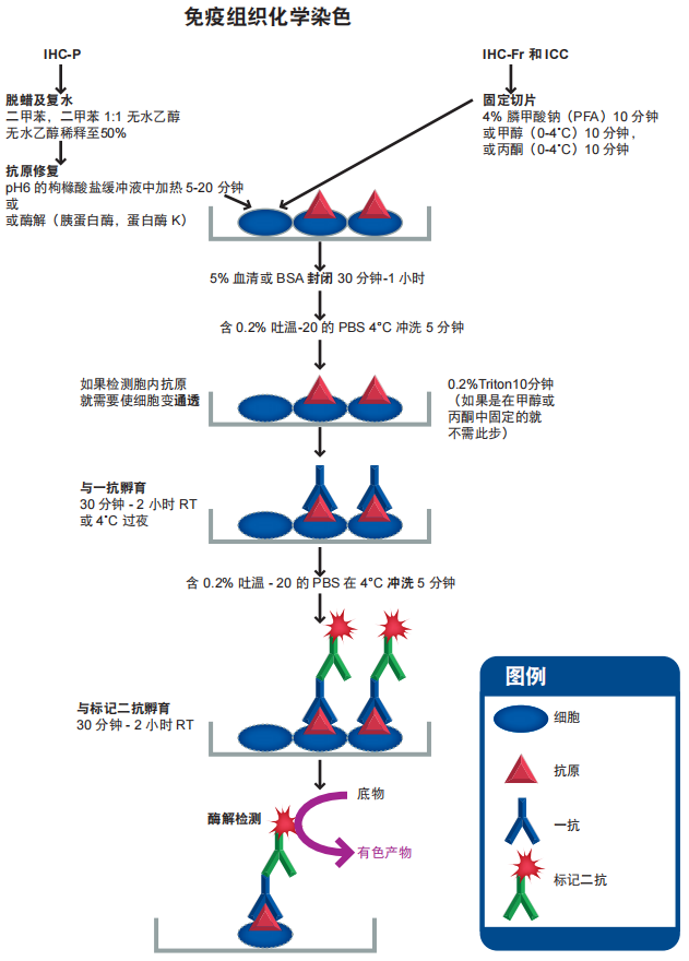 Immunohistochemical staining.png