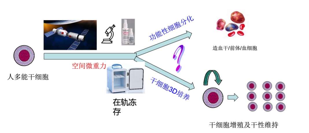 項(xiàng)目研究方案的示意圖 