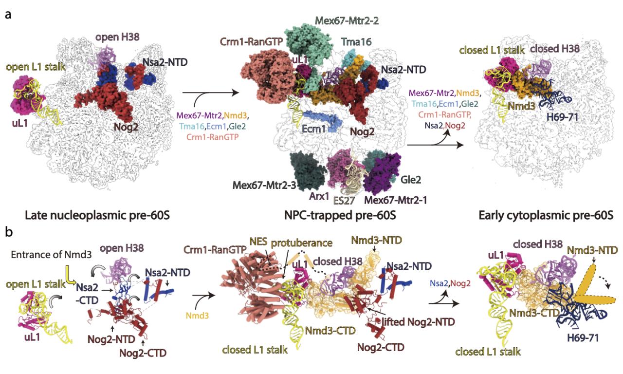 pre-60S在出核轉運過程中的構象變化