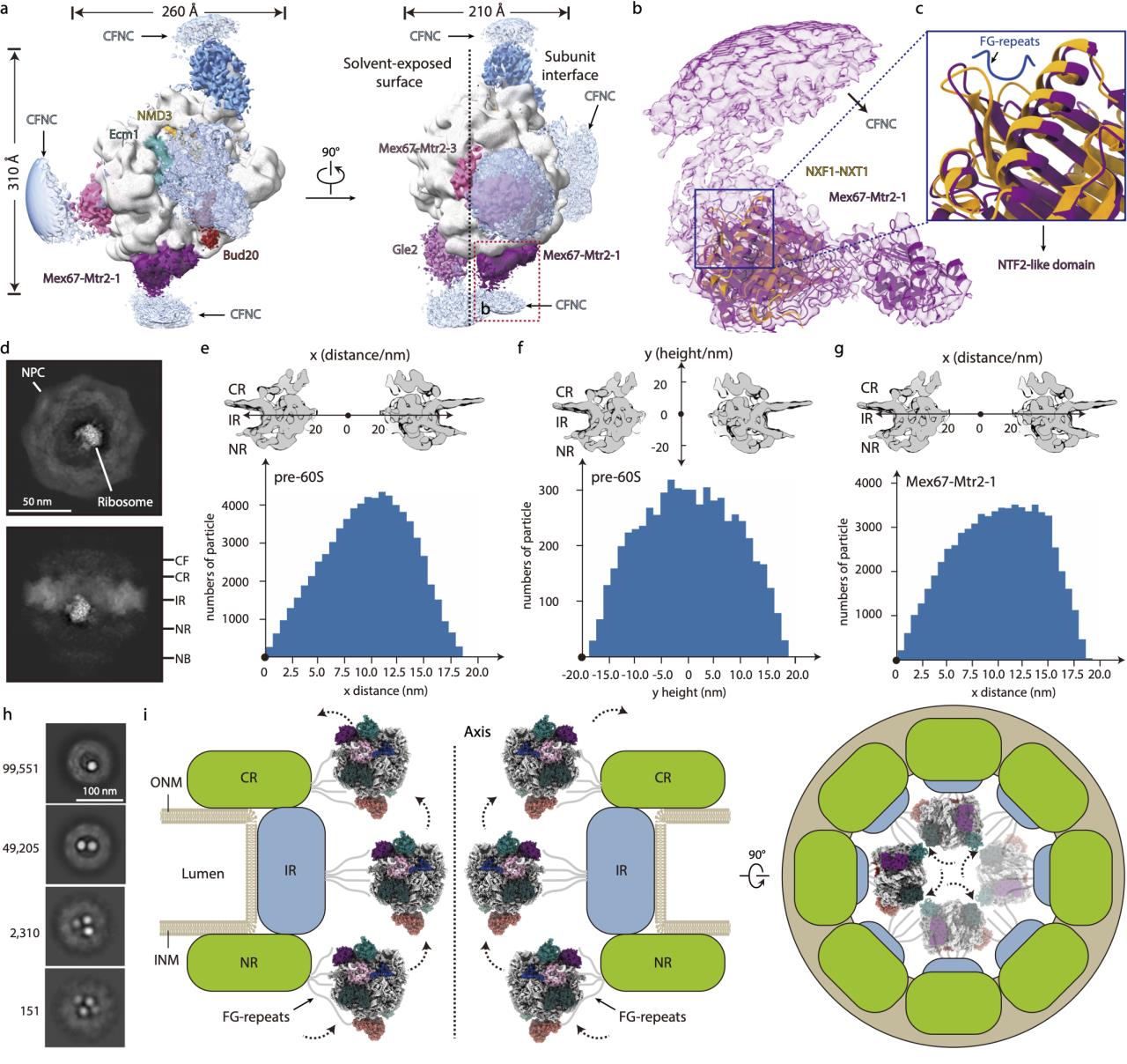 pre-60S顆粒經(jīng)由NPC進行出核轉運的分子機制