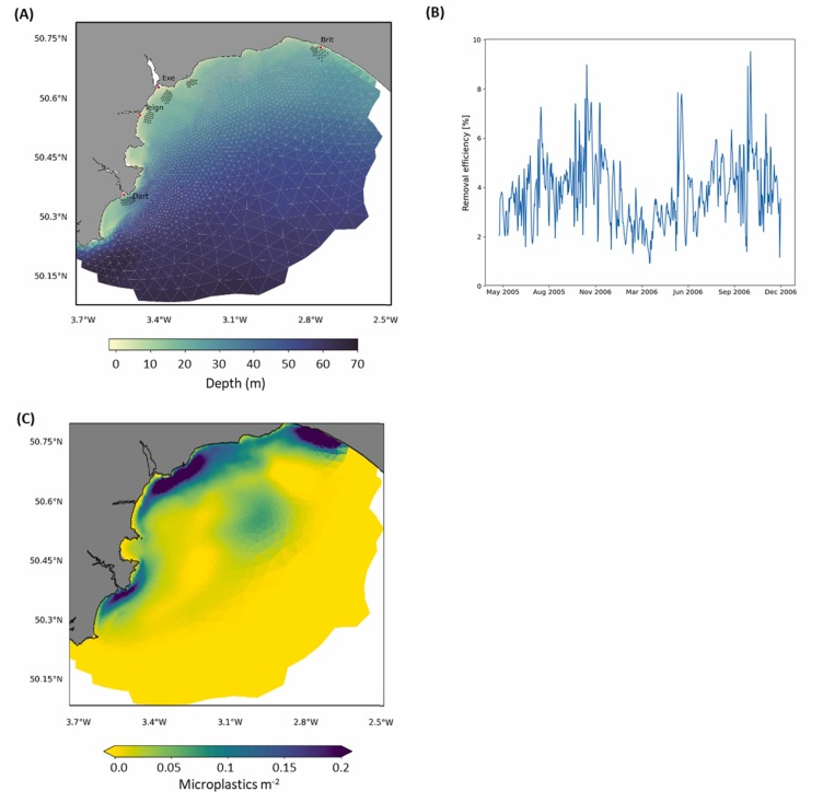 Mytilus edulis-2.png