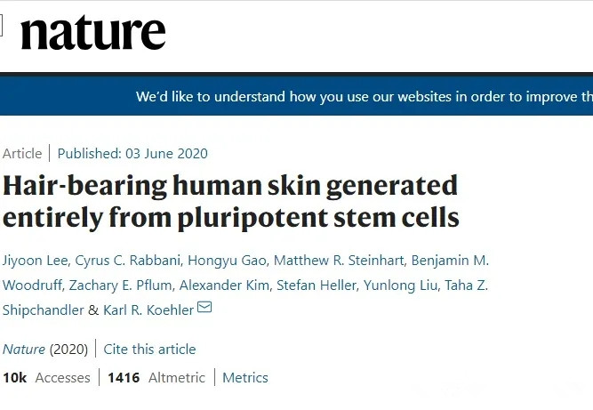 Hair follicle cell.jpg