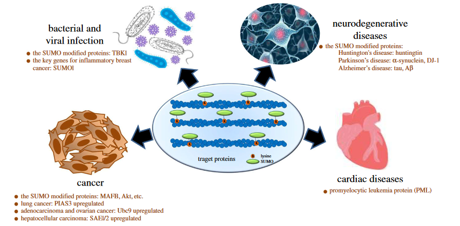 SUMO化與多種疾病相關(guān)