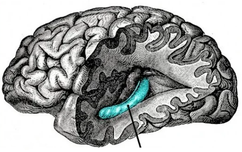 Hippocampus japonicus.png