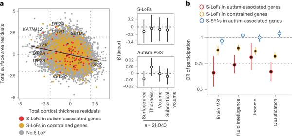 未確診個體中自閉癥相關(guān)和受限基因中罕見變異的表型效應(yīng)