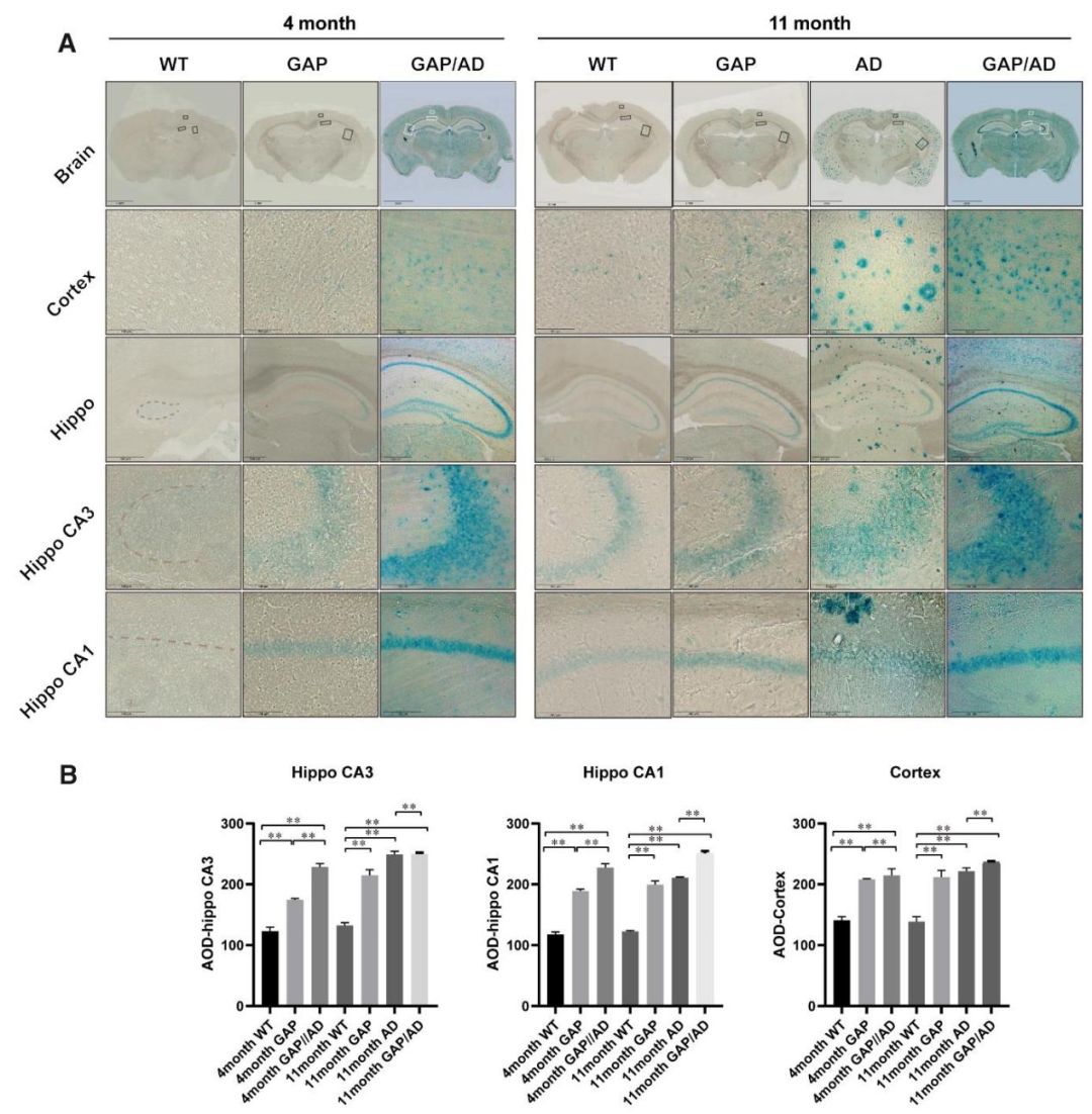 Cdc42GAP缺乏誘導(dǎo)神經(jīng)元衰老