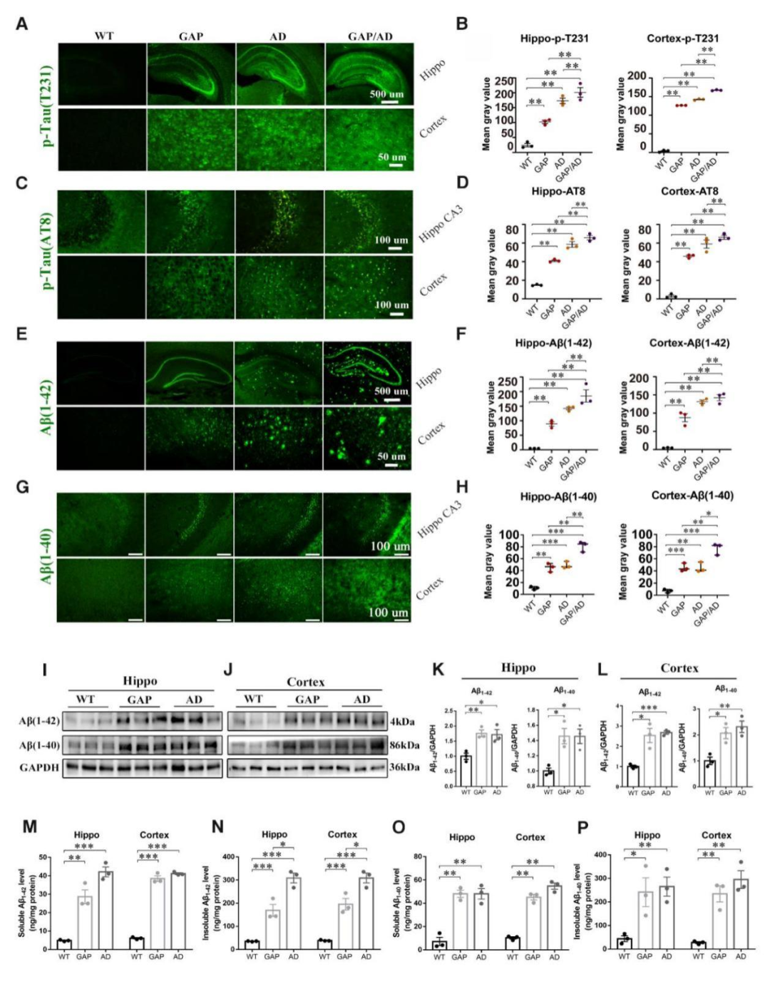 Cdc42GAP缺乏在11個月大的小鼠中誘導(dǎo)阿爾茨海默病表型
