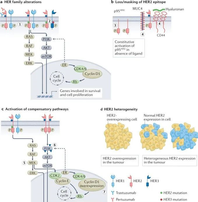 HER2靶向耐藥的選擇機制