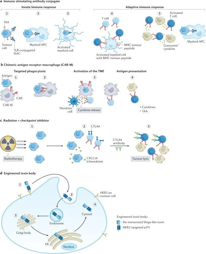 針對HER2陽性MBC的免疫策略