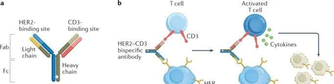 HER2 2–CD3雙特異性抗體的結(jié)構(gòu)和作用機制。