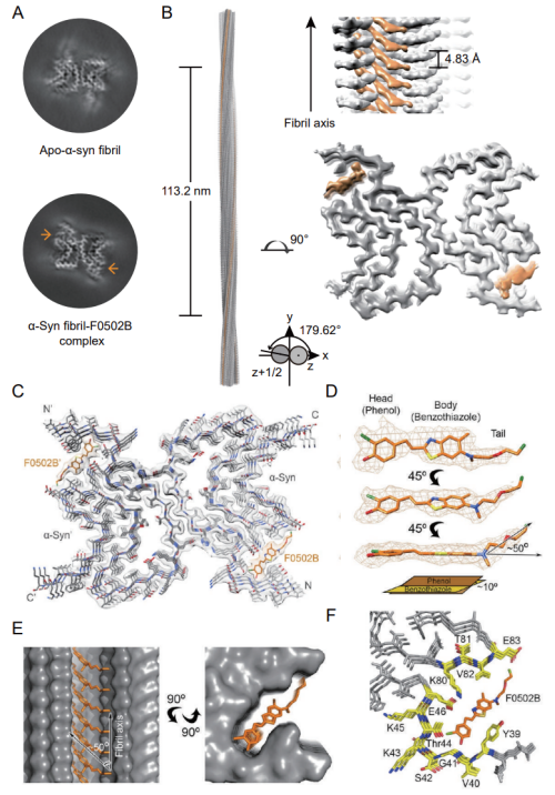F0502B結(jié)合α-Syn原纖維復(fù)合物的冷凍電鏡結(jié)構(gòu)