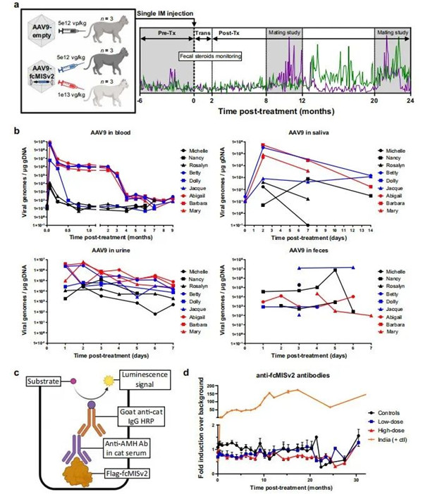 家貓注射AAV9-fcMISv2的時(shí)間線和安全性研究