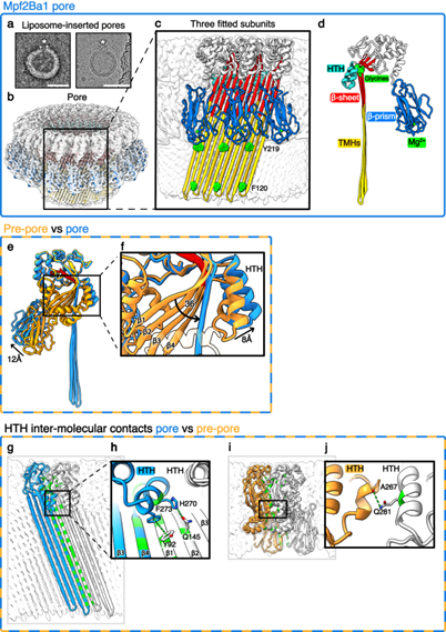孔亞基的顯著構(gòu)象變化及其 HTH 介導(dǎo)的亞基間穩(wěn)定性