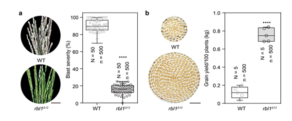 rbl1Δ12株系抗病性顯著增強(qiáng)