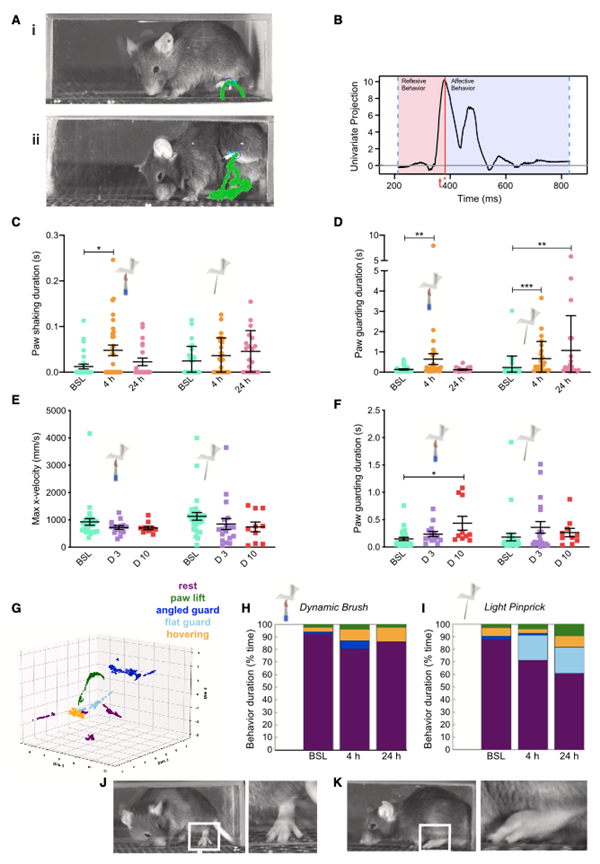 自動(dòng)疼痛評(píng)估工具PAWS和B-SOiD檢測(cè)出炎癥性疼痛相關(guān)的防御性行為