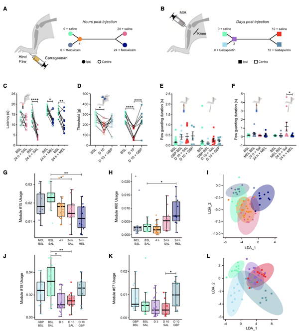 美洛昔康能緩解誘發(fā)痛但不能使自發(fā)行為恢復(fù)到炎癥前狀態(tài)，而加巴噴丁能改善OA模型的自發(fā)行為