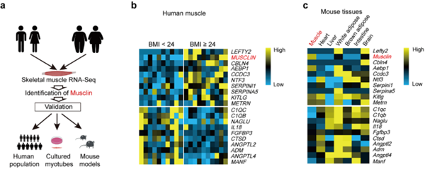 骨骼肌分泌因子Musclin在超重或肥胖患者的骨骼肌中顯著高表達(dá)