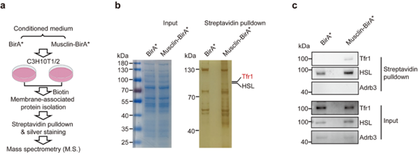Musclin在米色脂肪細(xì)胞上作用受體的篩選及驗(yàn)證