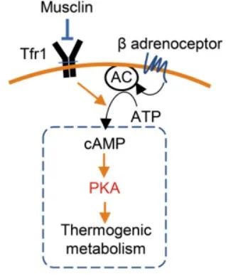 Musclin靶向Tfr1/cAMP/PKA信號(hào)抑制脂肪細(xì)胞產(chǎn)熱代謝