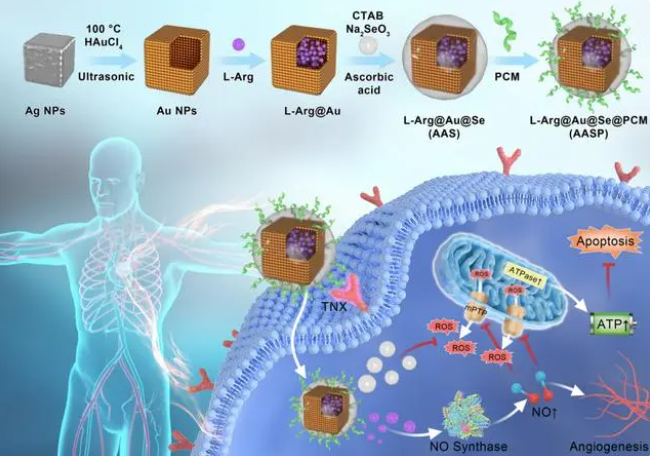 PCM修飾的硒包被金納米籠合成