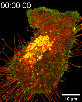 SMS2-GFP亮點錨定在細(xì)胞底部后可生長成遷移體