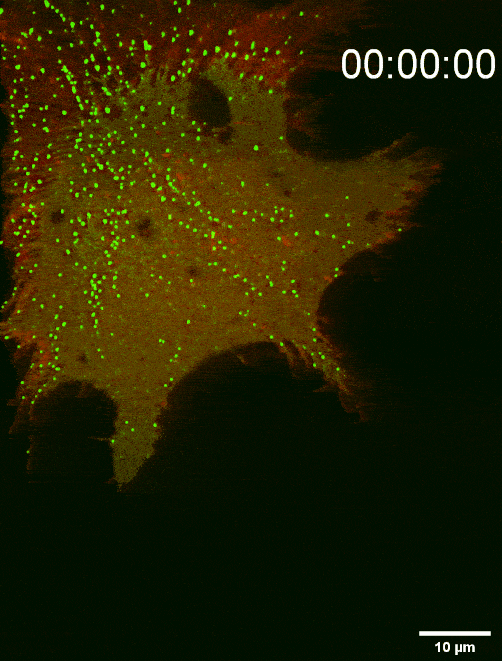 組裝于細(xì)胞前沿底部膜上的SMS2斑點決定遷移體生成位點（TIRF Imaging）