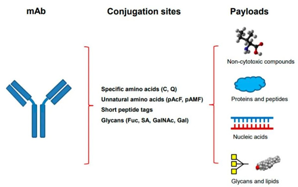 位點(diǎn)特異性抗體偶聯(lián)