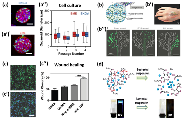 NCG的生物學(xué)應(yīng)用