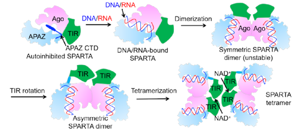 MapSPARTA的圖示激活過程
