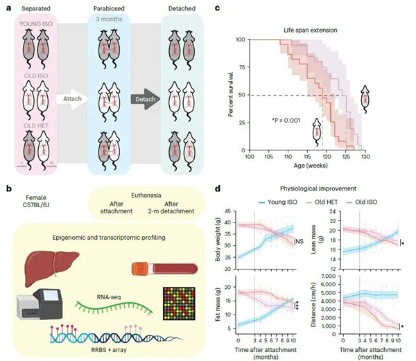 異體共生延長了老年小鼠的壽命