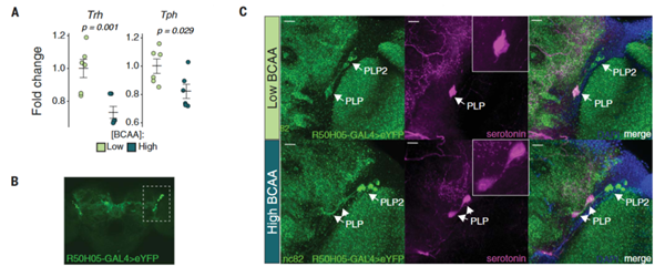 饑餓感的本身就足以延長壽命
