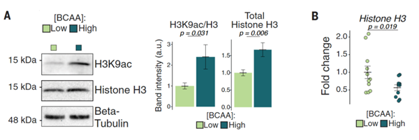 膳食BCAA改變組蛋白乙酰化和組蛋白H3豐度