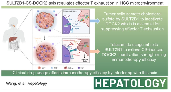 胞質(zhì)分裂蛋白2(DOCK 2)的奉獻者是HCC中浸潤的CD8+ T細胞的潛在指標