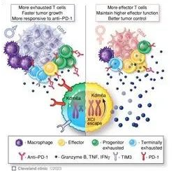 GBM中高度免疫抑制性腫瘤微環(huán)境
