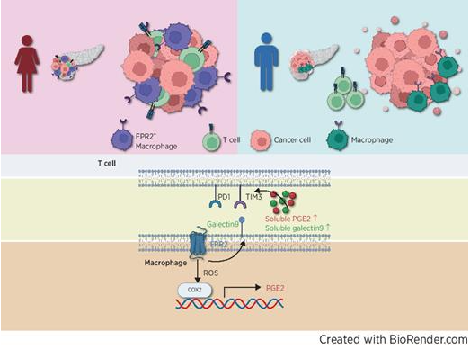 FPR 2是胰腺癌中巨噬細胞功能的性別依賴性介質(zhì)