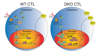 抗腫瘤免疫應答中GSK 3調(diào)節(jié)CTL分化和T細胞耗竭